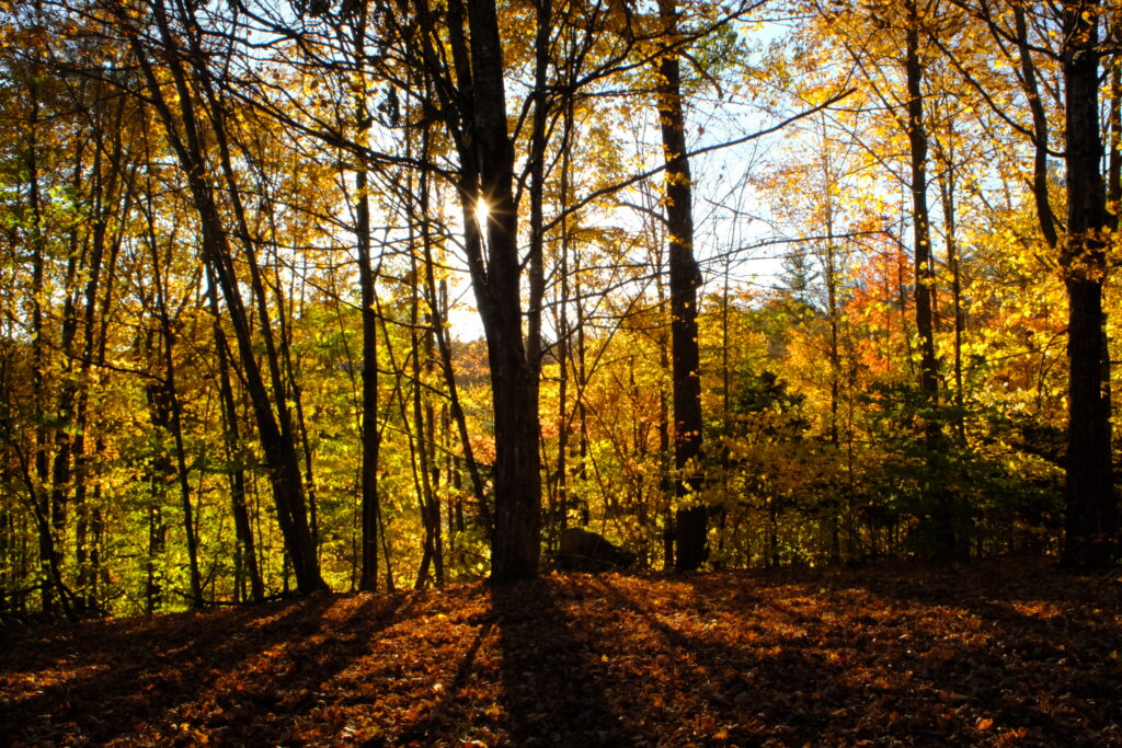 Autumn Light through Trees, Canterbury, New Hampshire.