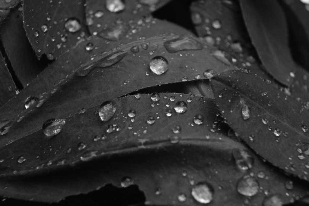 Macro Photograph of Water Droplets on Lupin Leaves, New Hampshire.